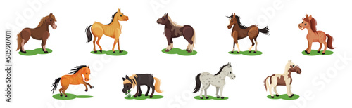 Horse with Crest and Tail on Green Field Vector Set