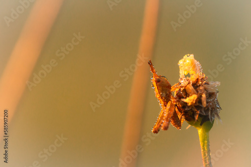 Dew covered young grasshopper on a flower photo