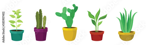 Semi-tropical Houseplant Growing in Potting Soil in Ceramic Flowerpot Vector Set