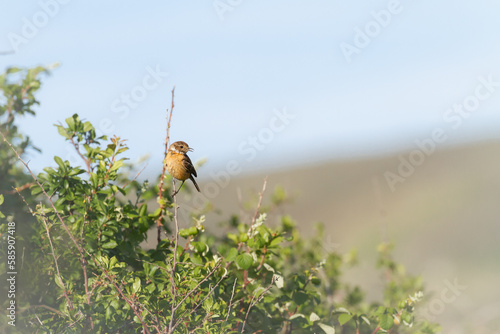 Male stonechat (Saxicola rubicola) standing on a stem photo