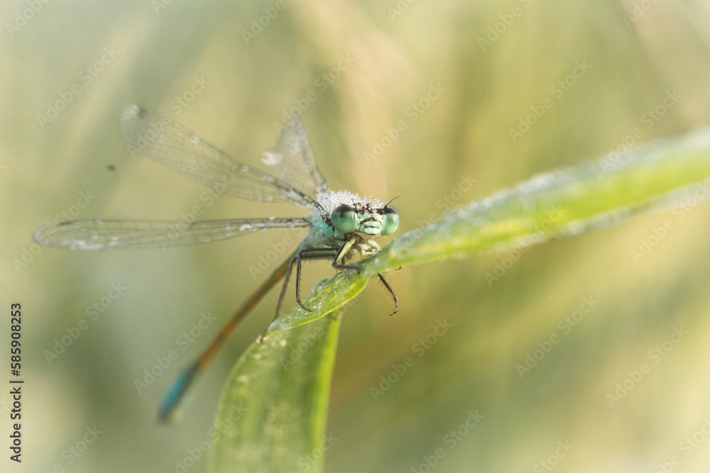 Dew covered blue tailed damselfly (Ischnura elegans) on grass Dew covered blue tailed damselfly (Ischnura elegans) on grass