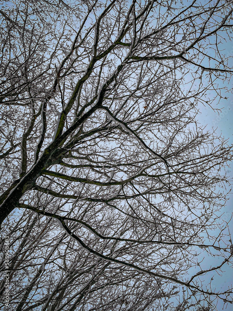 Snow covered trees and falling snow flakes Snow covered trees and falling snow flakes