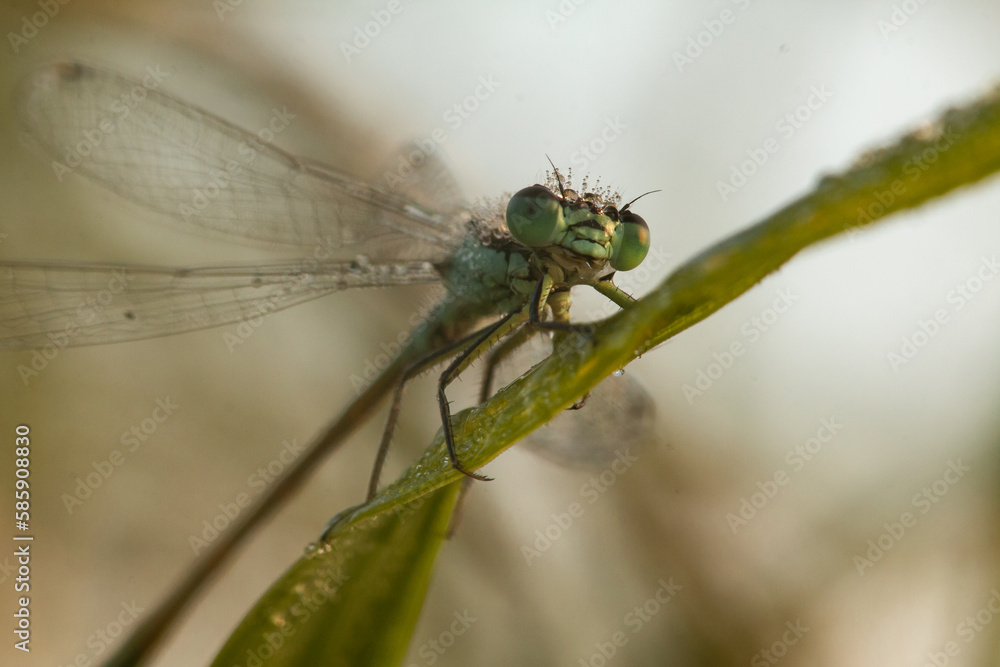 Blue tailed damselfly (Ischnura elegans) head on Blue tailed damselfly (Ischnura elegans) head on
