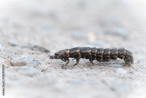 Glow worm (Lampyris noctiluca) on a path