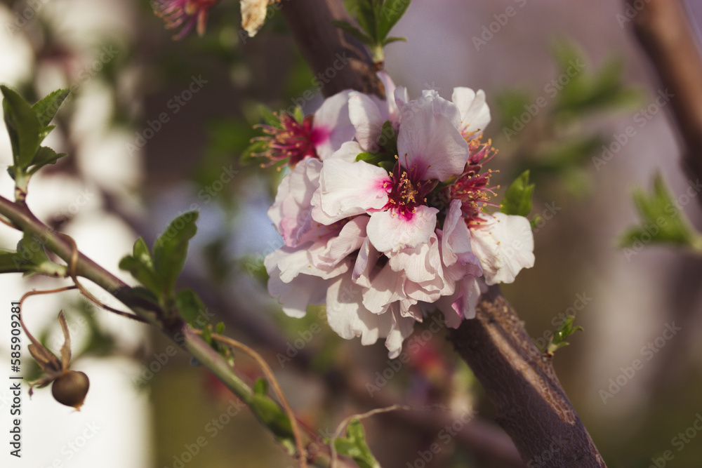 Obraz premium A blooming spring tree twig. A branch with small white flower buds for bee pollination in a spring garden, park. Growing fruit trees in the orchard. Cultivation, growing fruits on farm Floral postcard