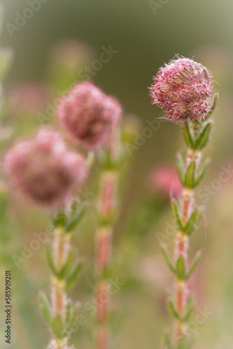 Cross-leaved heath flower (Erica tetralix)