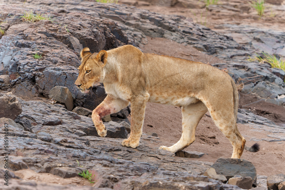 Lion hanging around close to a riverbed in Mashatu Game Reserve in the Tuli Block in Botswana Lion hanging around close to a riverbed in Mashatu Game Reserve in the Tuli Block in Botswana