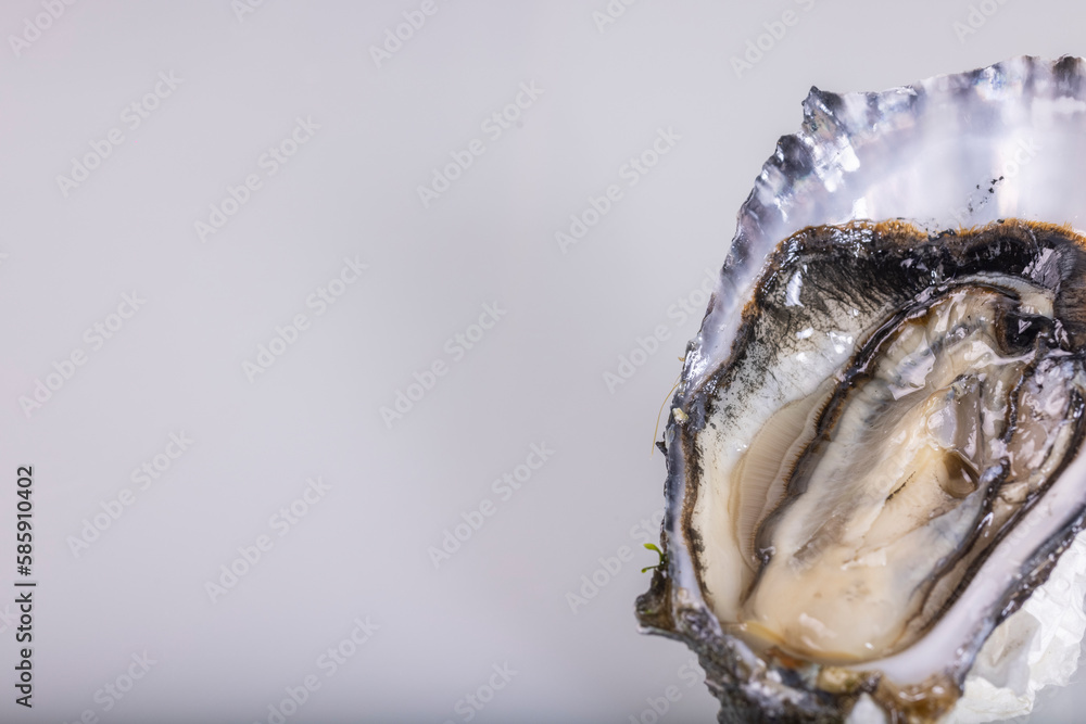 oysters from the estuary oysters from the estuary