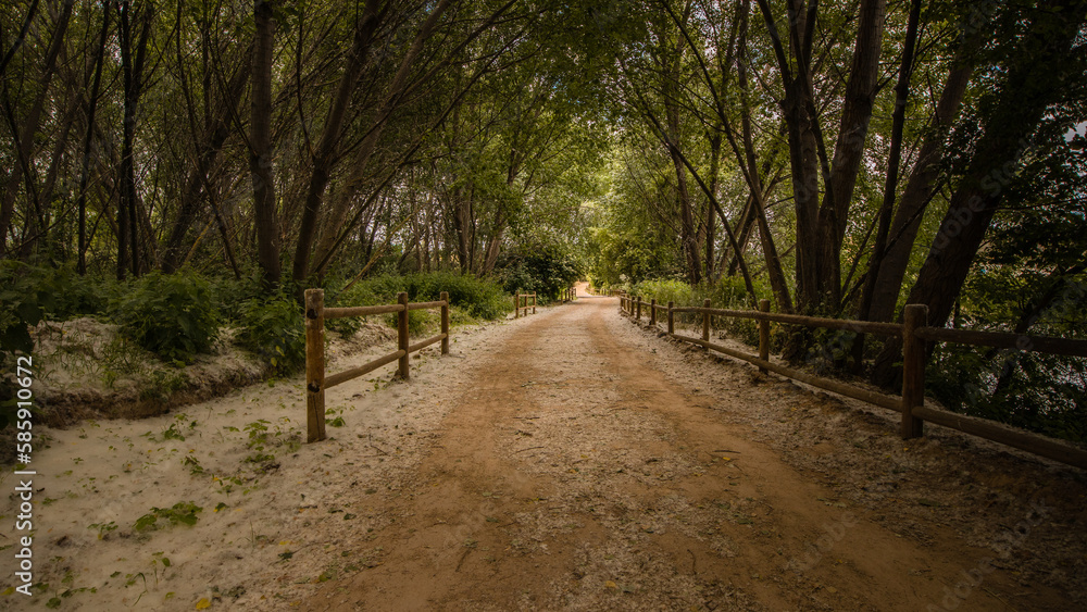 Wide rural path surrounded by a majestic forest, in La Ribera Park in Logroño, La Rioja.