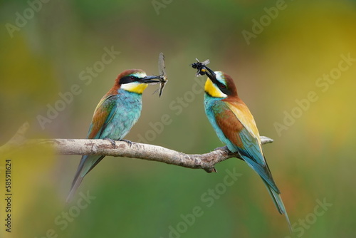 Two bee-eater sits on a branch and has a dragonfly in its beak. Merops apiaster