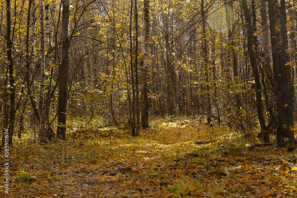 Obraz premium Autumn landscape, leaf fall in the forest on a sunny day, blurred