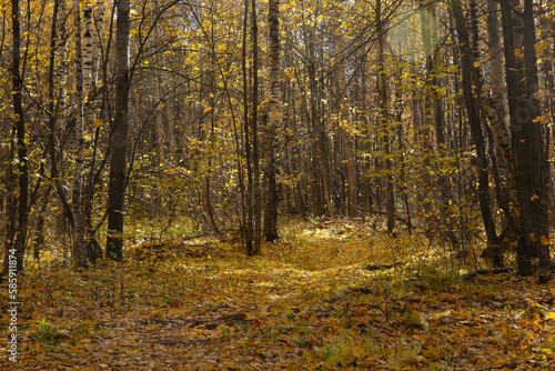 Autumn landscape, leaf fall in the forest on a sunny day, blurred © IvSky