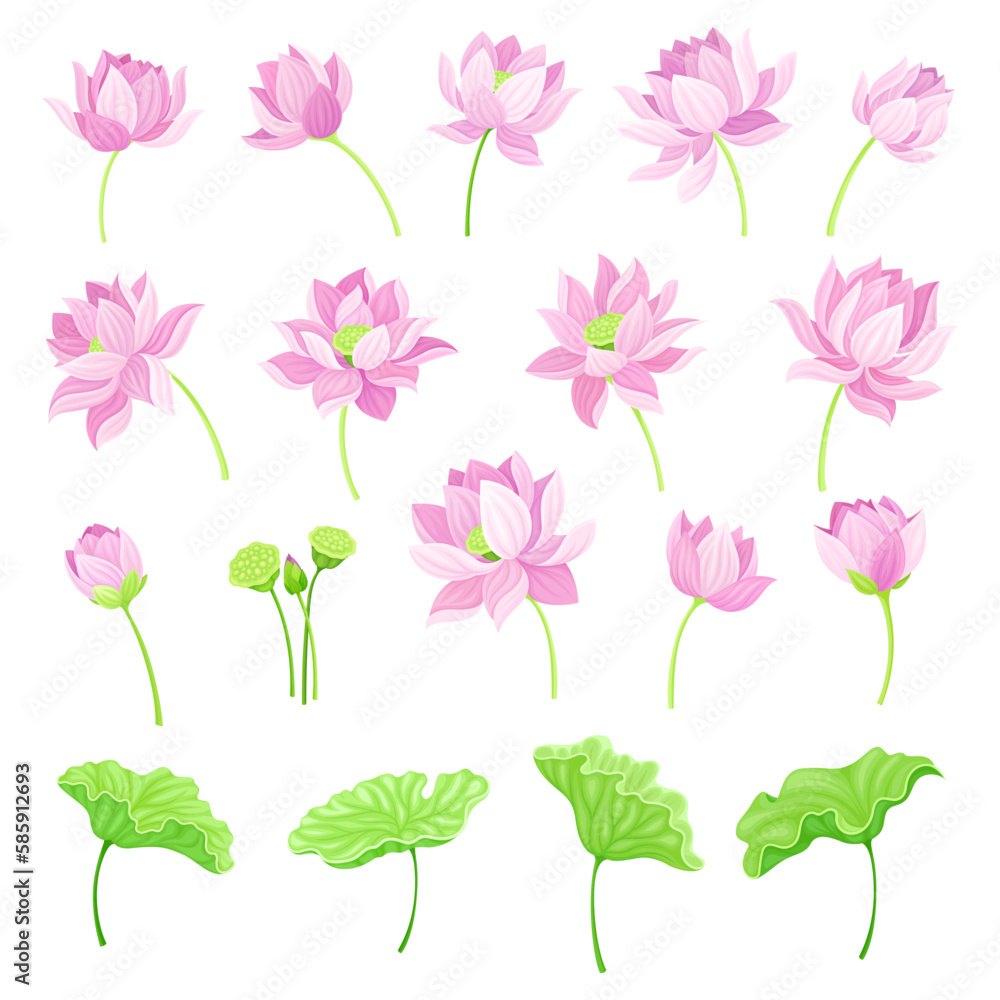 Lotus Pink Flowers and Green Stem with Pad Leaf Vector Set