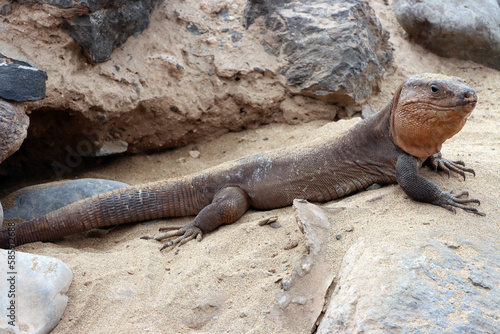 Gran-Canaria-Rieseneidechse (Gallotia stehlini)