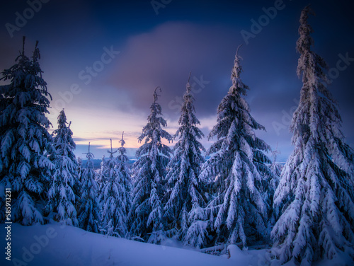 Winter snowy landscape with fresh snow covered trees