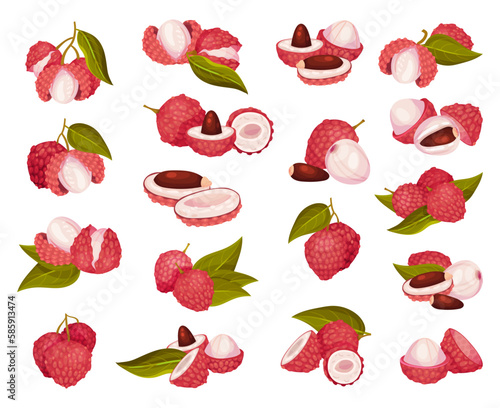 Fresh Lychee Fruit with Sweet Flesh and Red Peel Big Vector Set