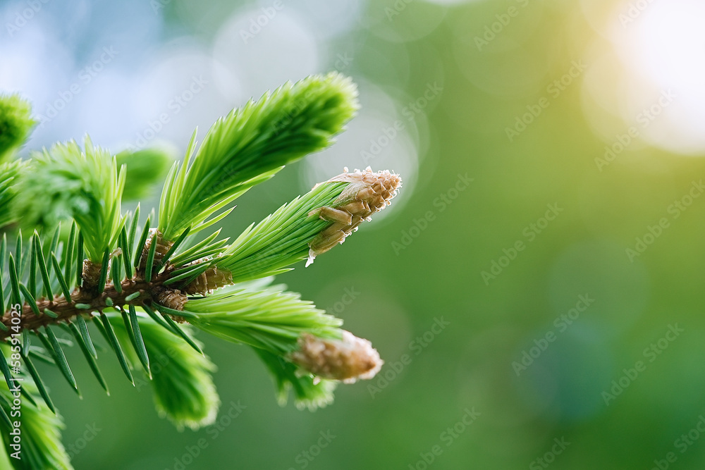 Beautiful young green spruce background. Spring background. Copy space. Soft focus		