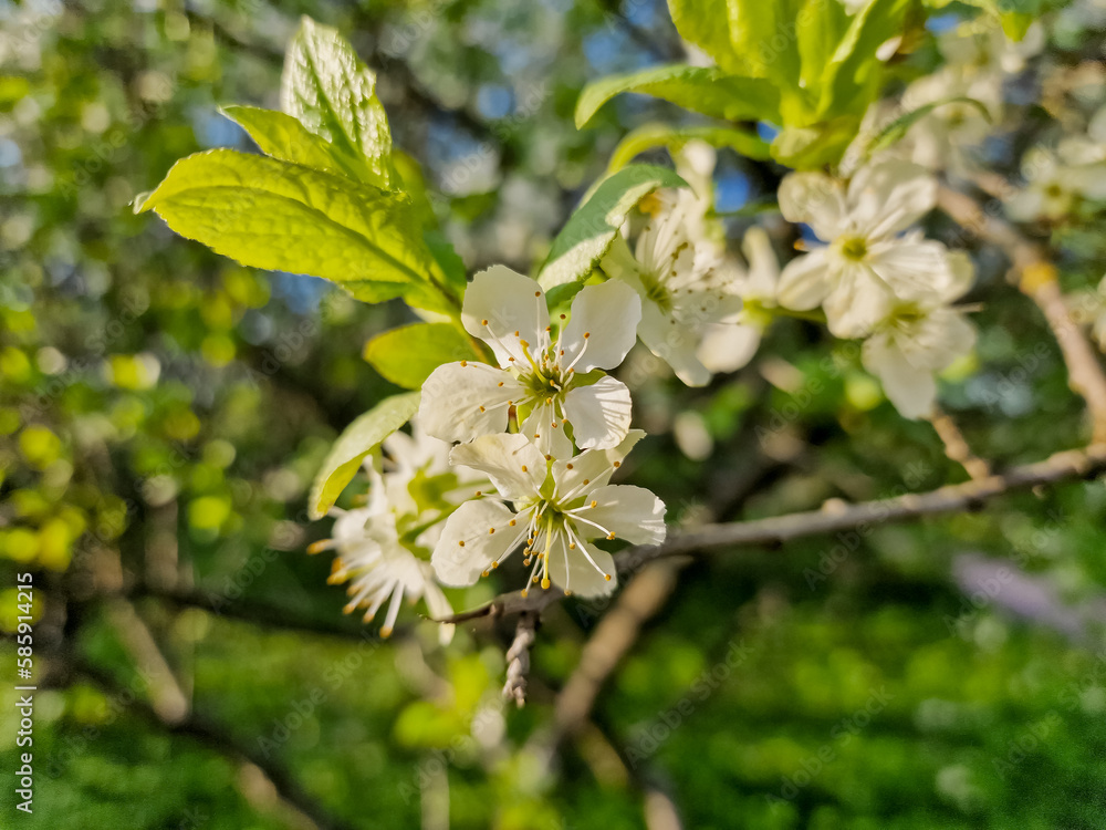 Prunus cerasus flowering tree flowers, group of beautiful white petals tart dwarf cherry flowers in bloom.Garden fruit tree with blossom flowers