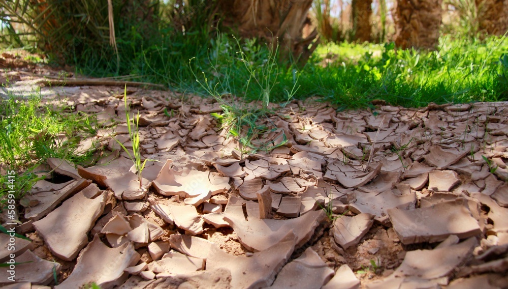 Obraz premium climate change dry earth and trees