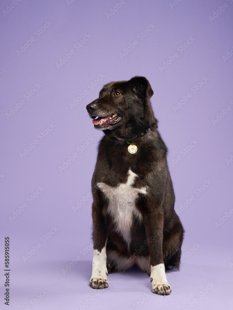 Portrait of a beautiful black and white dog lilac background. Mix of breeds. Happy Pet in the studio