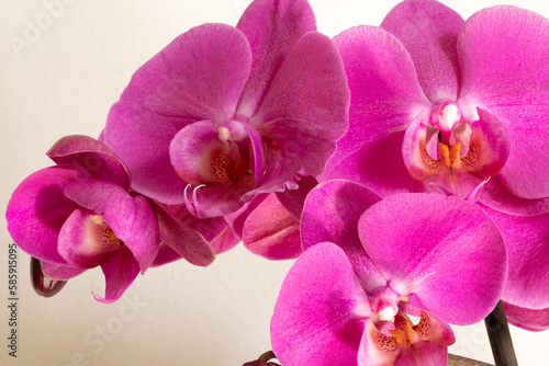 Orchidea in fiore