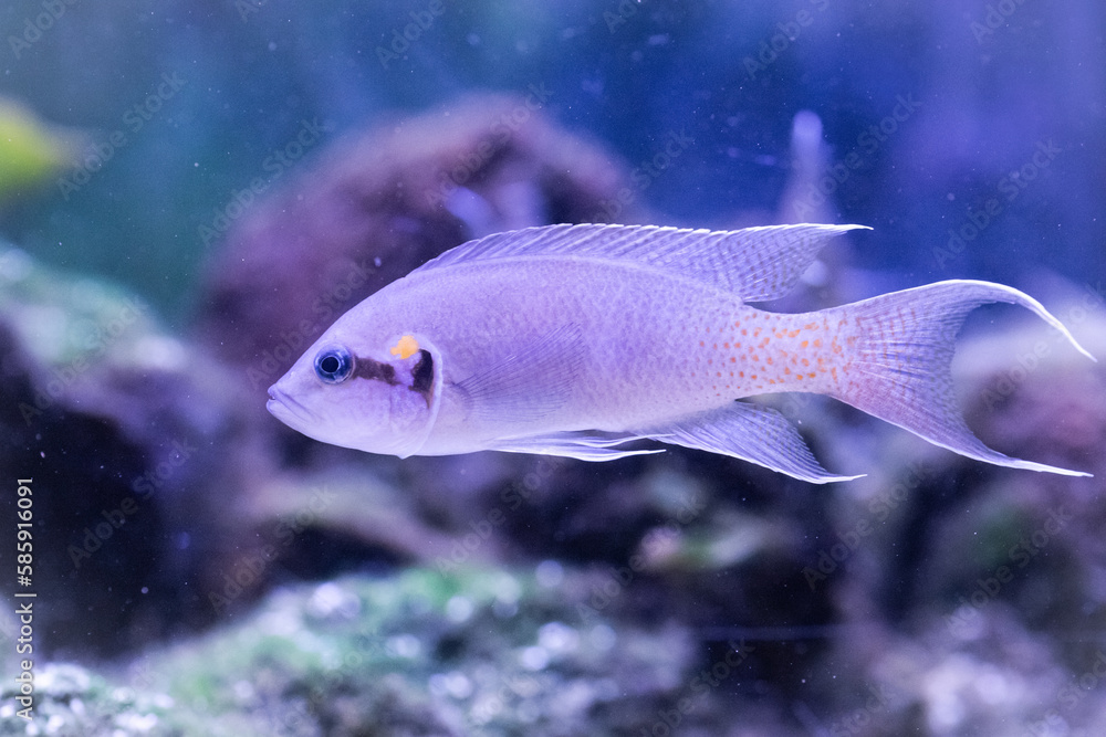 Fairy cichlid (Neolamprologus brichardi) Fairy cichlid (Neolamprologus brichardi)