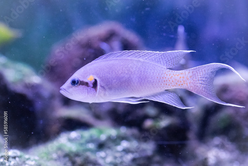 Fotografie Fairy cichlid (Neolamprologus brichardi)
