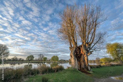 Giant old tree still alive after many many years photo