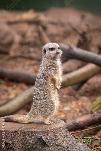 Meerkat (Suricata suricatta) standing tall © Claire Haskins