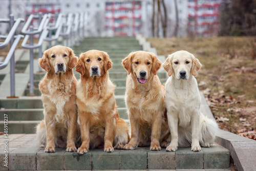 four dogs golden retriever labrador sits on the road in early spring at sunset. dog best friend