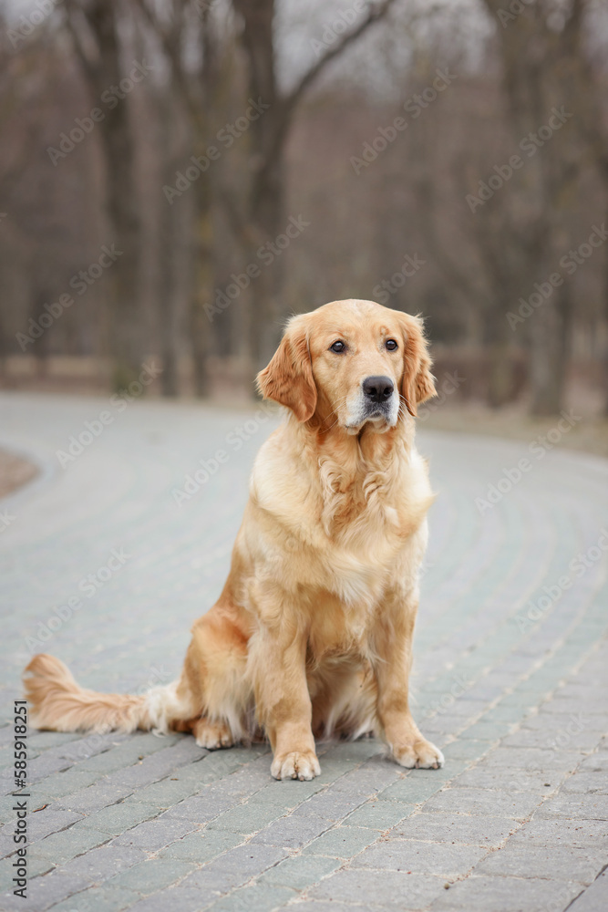 dog golden retriever labrador sits on the road in early spring at sunset dog golden retriever labrador sits on the road in early spring at sunset