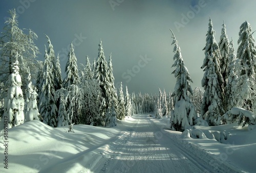 Cross country track leading among snow covered spruce trees