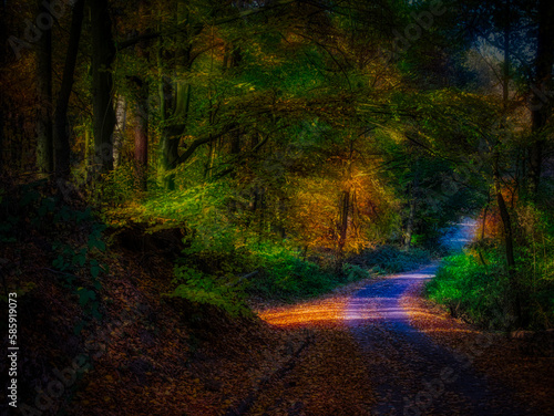 Magical autumn forest © Jansk