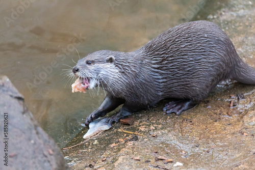Asian short clawed otter (Aonyx cinereus) eating pieces of fish by water