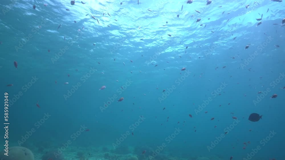 Underwater scene of school of fish in the Caribbean sea, swimming just below reflecting water surface, species includes snapper and grunt fish, untouched natural concept. Underwater scene of school of fish in the Caribbean sea, swimming just below reflecting water surface, species includes snapper and grunt fish, untouched natural concept.