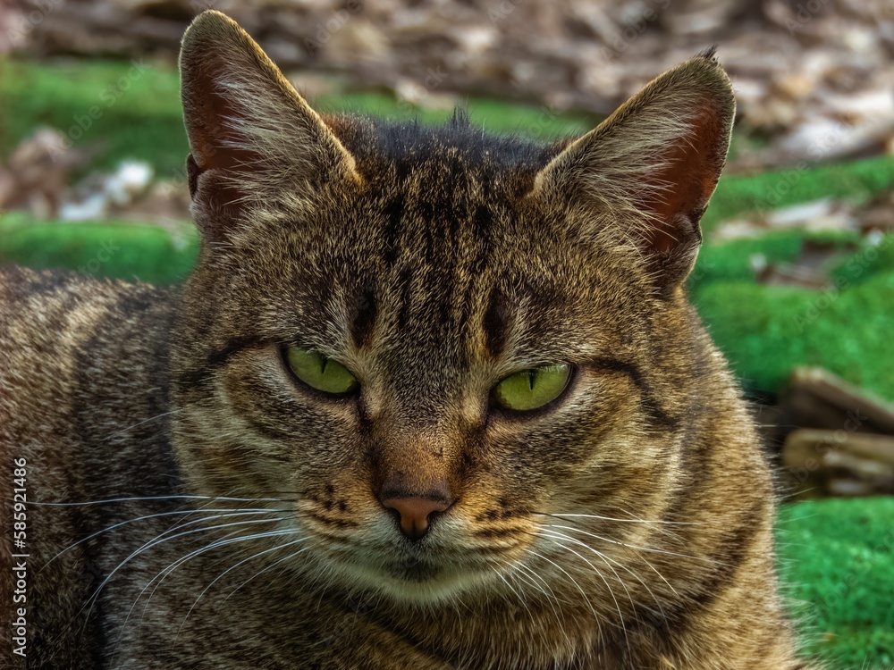 portrait of a street street cat of a reed color with green eyes and a sullen look on a sunny day portrait of a street street cat of a reed color with green eyes and a sullen look on a sunny day
