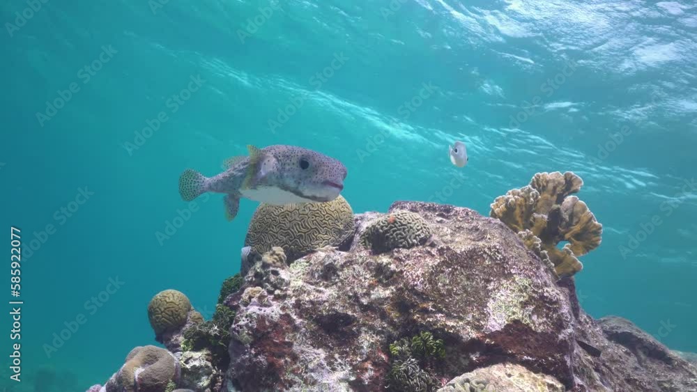 The SpotFin Porcupinefish (Diodon hystrix) is also known as the Black