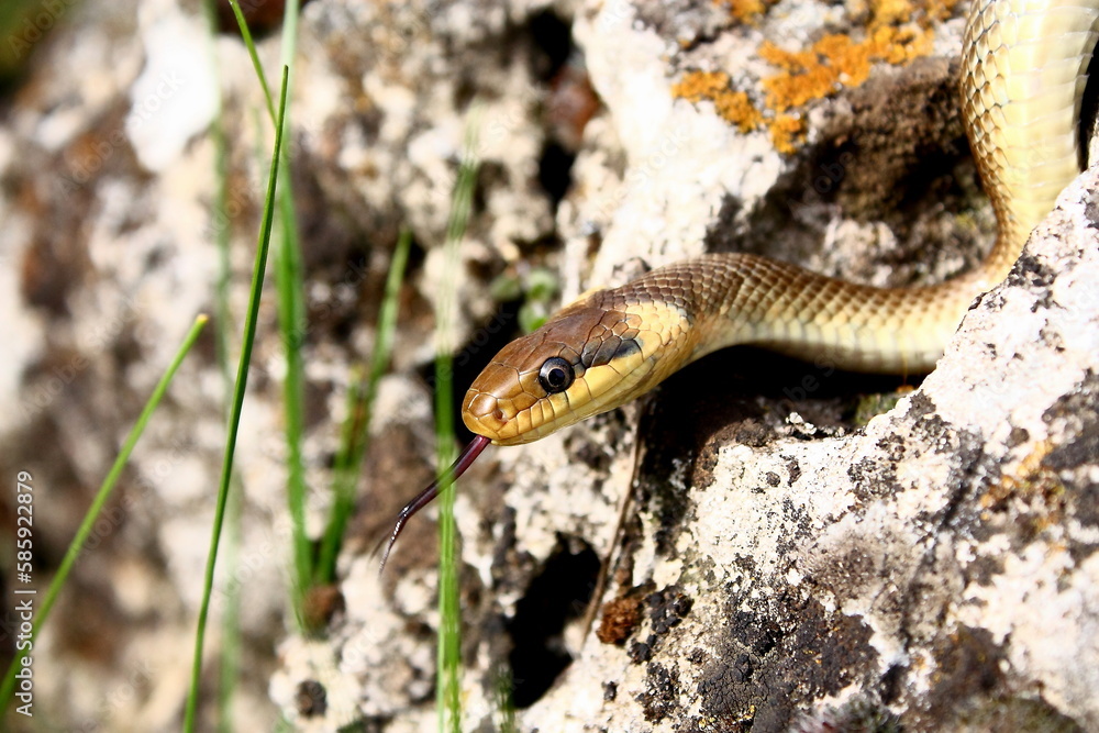 the non-venomous house snake Natrix on a wild stone the non-venomous house snake Natrix on a wild stone