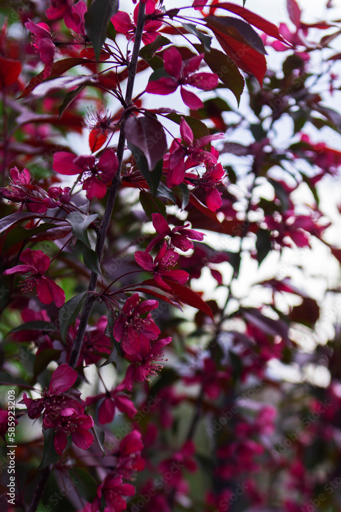 Branches of a blossoming decorative apple tree against the sky.