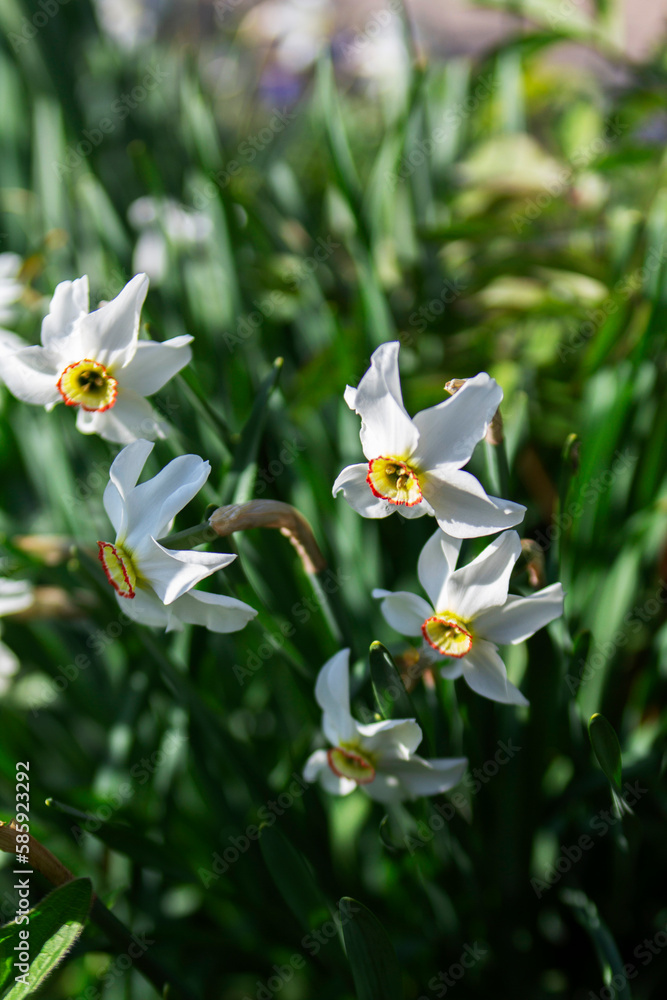 Blooming daffodils in a flower bed illuminated by the sun.