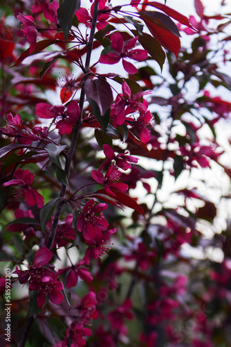Branches of a blossoming decorative apple tree against the sky.
