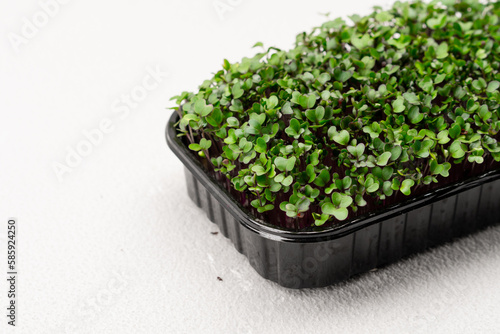 Microgreens planted in a black container young radish sprouts on a microgreen farm eco food close-up