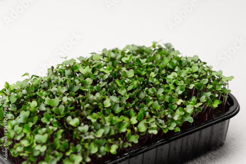 Microgreens planted in a black container young radish sprouts on a microgreen farm eco food close-up