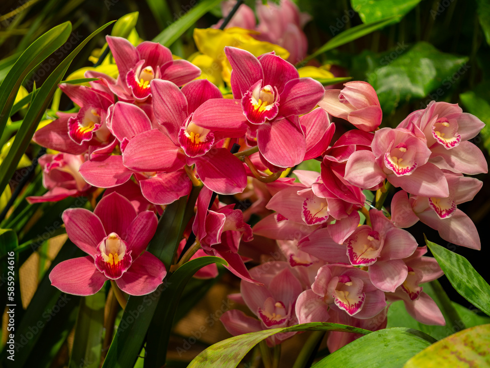 orchid cymbidium in the glasshouse close up orchid cymbidium in the glasshouse close up