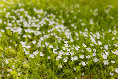 Little spring blue veronica flowers bloom outdoors on the lawn. Soft Focus