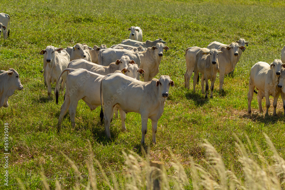 Um pequeno rebanho pastando no campo com capim fresco em um dia ensolarado e quente. Um pequeno rebanho pastando no campo com capim fresco em um dia ensolarado e quente.