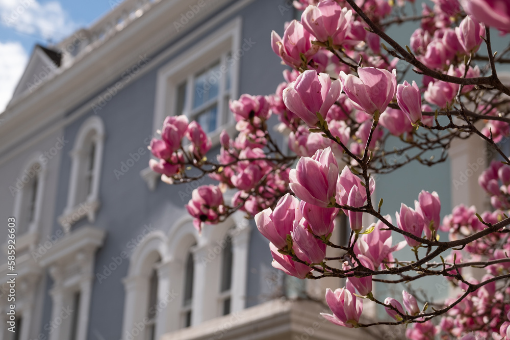Stunnng pastel pink magnolia flowers, photographed on a bright day in Notting Hill, west London UK. Magnolia trees flower for about three days a year in springtime. Stunnng pastel pink magnolia flowers, photographed on a bright day in Notting Hill, west London UK. Magnolia trees flower for about three days a year in springtime.