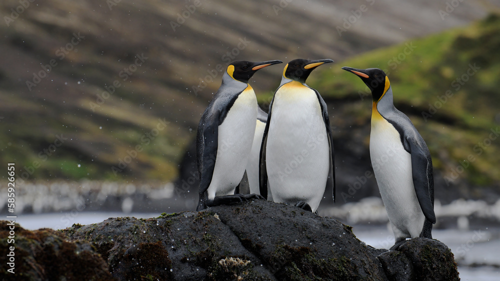 Obraz premium king penguin colony
