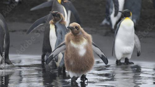 king penguin and chick on black sand.