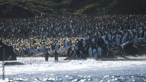 king penguin colony